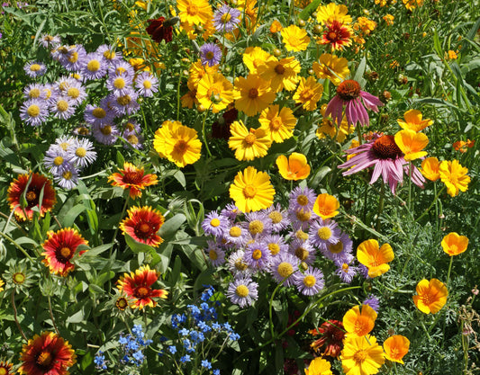 multiple types of wildflowers in a field ideal for bees of all types 