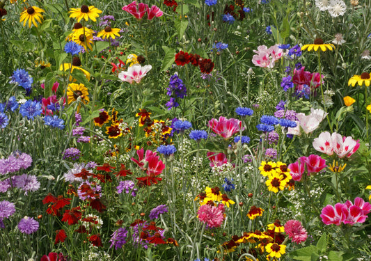 field of various colors of wildflowers close up, ideal for birds, bees, and other pollinators