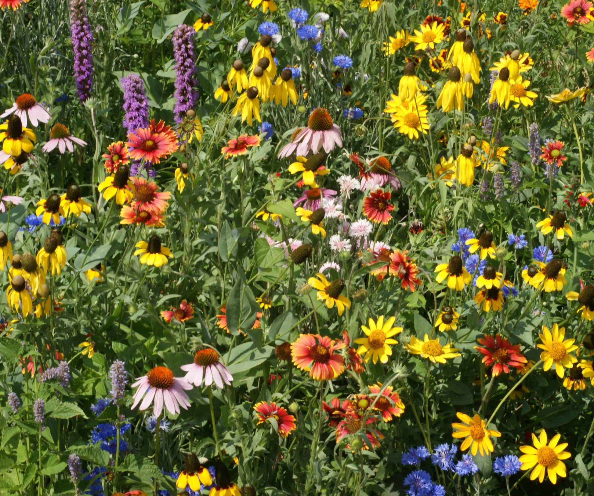 field of wildflowers close up with yellow, purple, blue, and red wildflowers