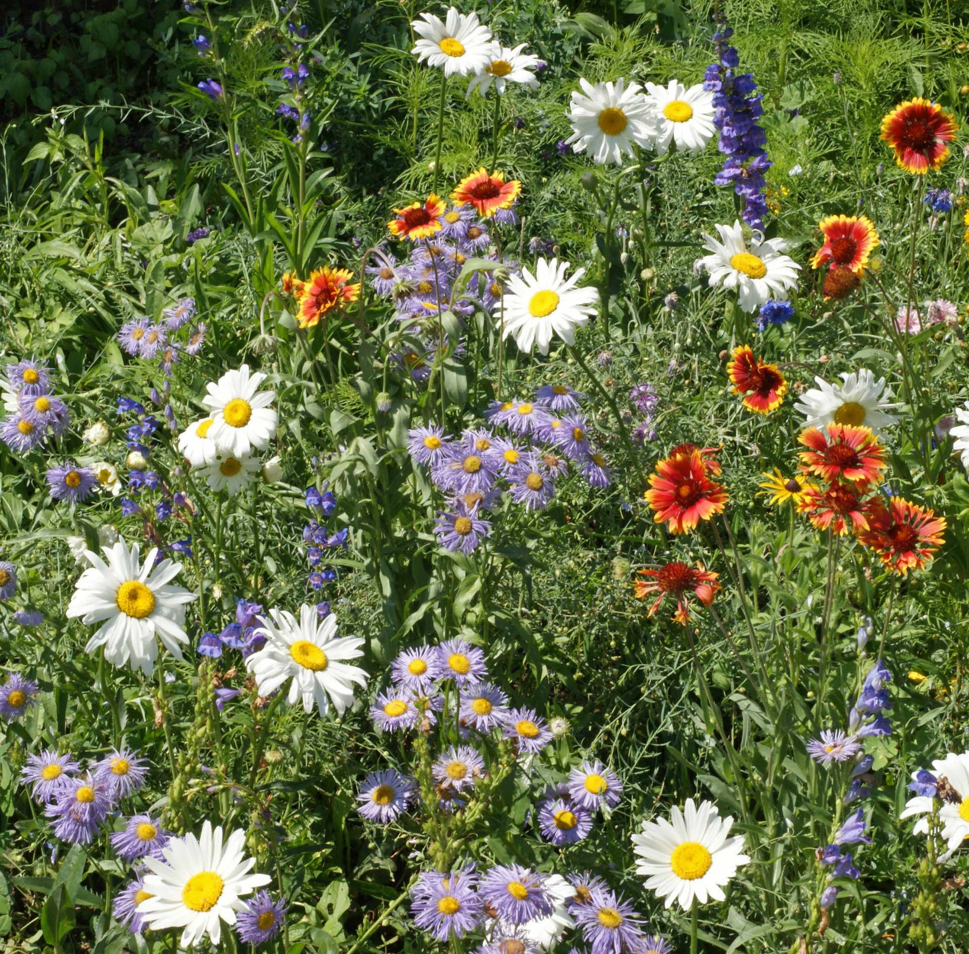 field of mountain wildflowers