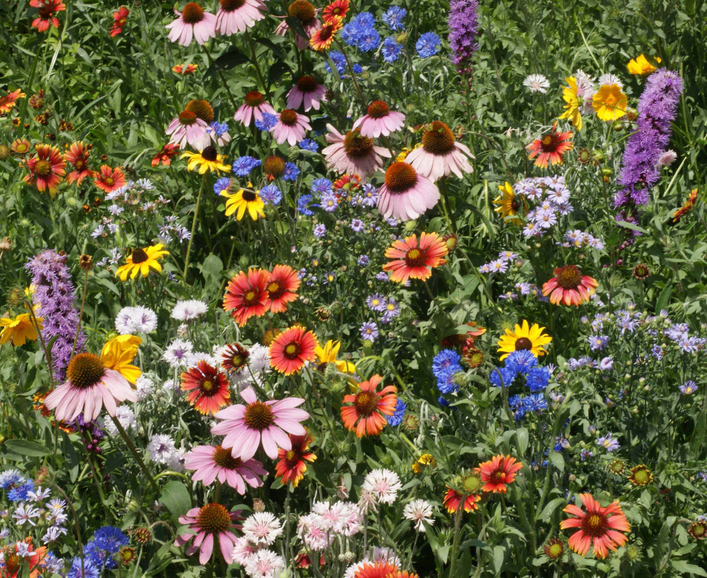 mix of brightly colored wildflowers in field for Northeast region