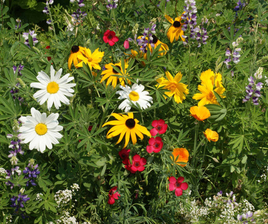 close up image of multi colored wildflowers for Northwest