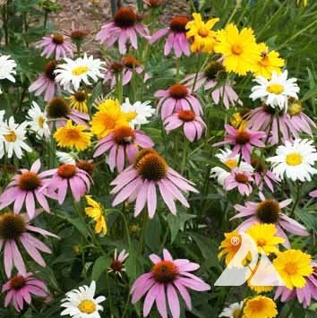 Shade Loving Wildflower Mix