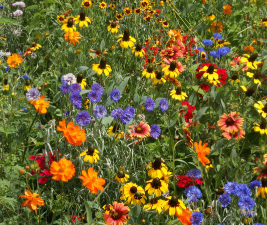 field of brightly colored wildflowers for Southeast region 