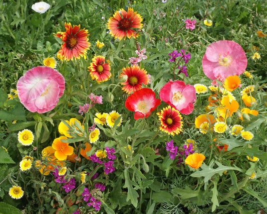 brightly colored wildflowers for the Southwest