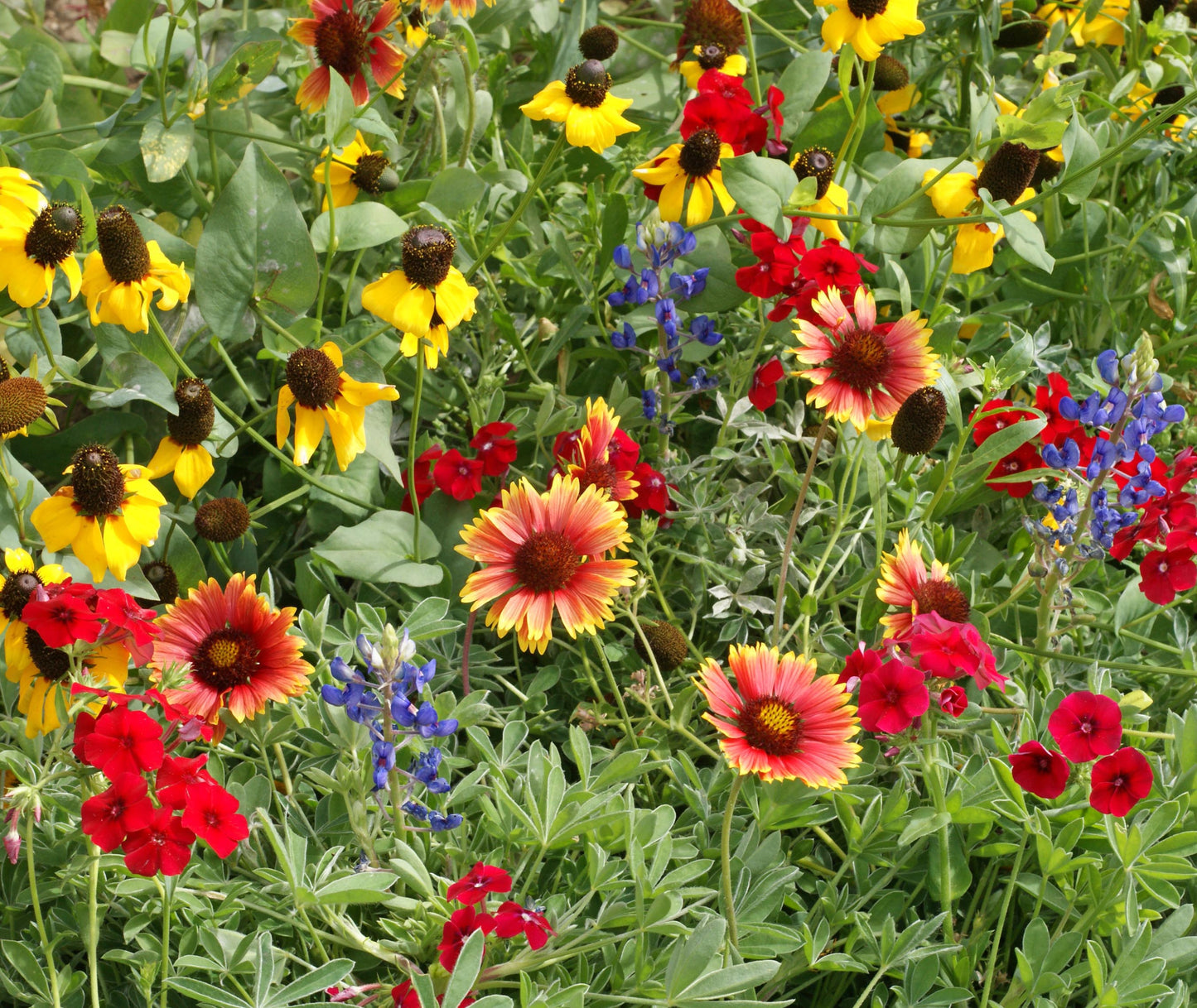 Close up image of brightly colored wildflowers in Texas and Oklahome