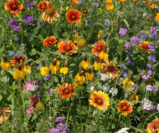 Brightly colored wildflowers in field for Western region